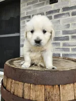 Kito, a male English Cream Golden Retriever for sale in Grabill, IN – Photo 6 of 8