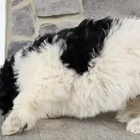 Adam, a male Miniature Golden Retriever for sale in Grabill, IN – Photo 10 of 10