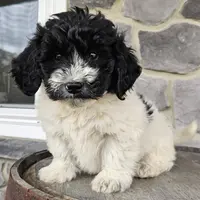 Adam, a male Miniature Golden Retriever for sale in Grabill, IN – Photo 1 of 10