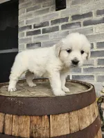 Kito, a male English Cream Golden Retriever for sale in Grabill, IN – Photo 2 of 8