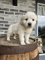 Kito, a male English Cream Golden Retriever for sale in Grabill, IN – Photo 8 of 8