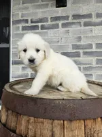 Kito, a male English Cream Golden Retriever for sale in Grabill, IN – Photo 4 of 8