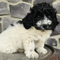 Adam, a male Miniature Golden Retriever for sale in Grabill, IN – Photo 6 of 10