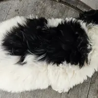 Adam, a male Miniature Golden Retriever for sale in Grabill, IN – Photo 9 of 10