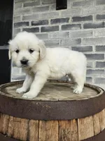Kito, a male English Cream Golden Retriever for sale in Grabill, IN – Photo 5 of 8