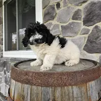 Adam, a male Miniature Golden Retriever for sale in Grabill, IN – Photo 4 of 10