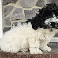 Adam, a male Miniature Golden Retriever for sale in Grabill, IN – Photo 5 of 10