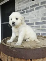 Kito, a male English Cream Golden Retriever for sale in Grabill, IN – Photo 1 of 8