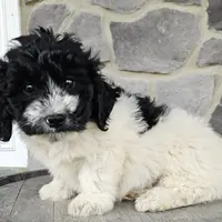 Adam, a male Miniature Golden Retriever for sale in Grabill, IN – Photo 8 of 10