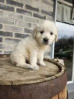 Kito, a male English Cream Golden Retriever for sale in Grabill, IN – Photo 3 of 8