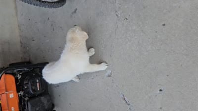 hank, a male English Cream Golden Retriever for sale in Grabill, IN – 5 of 9