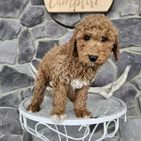 Clifford, a male Poodle - Miniature  for sale in Grabill, IN – Photo 4 of 8