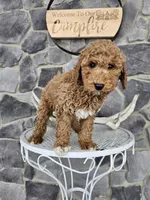 Clifford, a male Poodle - Miniature  for sale in Grabill, IN – Photo 4 of 8