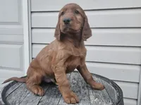 Clifford, a male Irish Setter for sale in Grabill, IN – Photo 3 of 10
