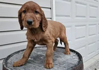 Clifford, a male Irish Setter for sale in Grabill, IN – Photo 10 of 10