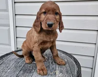 Clifford, a male Irish Setter for sale in Grabill, IN – Photo 9 of 10