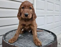 Clifford, a male Irish Setter for sale in Grabill, IN – Photo 7 of 10
