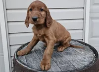 Clifford, a male Irish Setter for sale in Grabill, IN – Photo 4 of 10