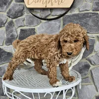 Clifford, a male Poodle - Miniature  for sale in Grabill, IN – Photo 3 of 8