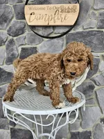 Clifford, a male Poodle - Miniature  for sale in Grabill, IN – Photo 3 of 8