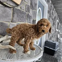 Clifford, a male Poodle - Miniature  for sale in Grabill, IN – Photo 5 of 8