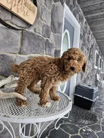 Clifford, a male Poodle - Miniature  for sale in Grabill, IN – Photo 5 of 8