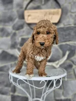 Clifford, a male Poodle - Miniature  for sale in Grabill, IN – Photo 8 of 8