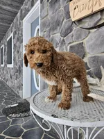 Clifford, a male Poodle - Miniature  for sale in Grabill, IN – Photo 6 of 8