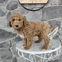 Clifford, a male Poodle - Miniature  for sale in Grabill, IN – Photo 2 of 8