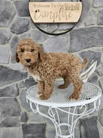 Clifford, a male Poodle - Miniature  for sale in Grabill, IN – Photo 2 of 8