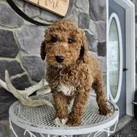 Clifford, a male Poodle - Miniature  for sale in Grabill, IN – Photo 7 of 8