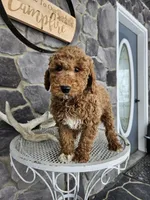 Clifford, a male Poodle - Miniature  for sale in Grabill, IN – Photo 7 of 8