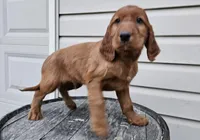 Clifford, a male Irish Setter for sale in Grabill, IN – Photo 6 of 10