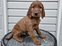 Clifford, a male Irish Setter for sale in Grabill, IN – Photo 5 of 10