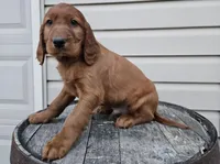 Clifford, a male Irish Setter for sale in Grabill, IN – Photo 8 of 10