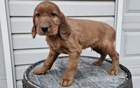 Clifford, a male Irish Setter for sale in Grabill, IN – Photo 1 of 10