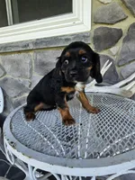 Tina, a female Cavalier King Charles Spaniel for sale in Grabill, IN – 7 of 10