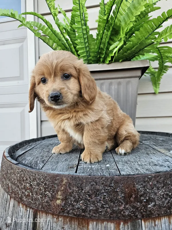 hank – Goldendoodle puppy for sale in Grabill, IN