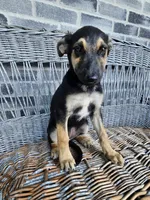 Sarah, a female German Shepherd Dog for sale in Grabill, IN – 3 of 7