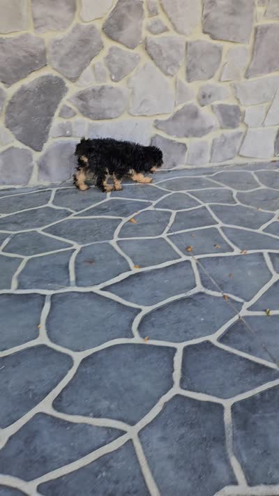 ace, a male Poodle - Toy  for sale in Grabill, IN – 10 of 10