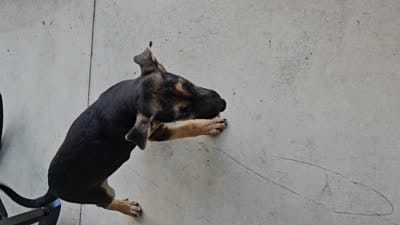 Kevin, a male German Shepherd Dog for sale in Grabill, IN – 10 of 10