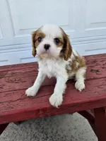 Jill, a female Cavalier King Charles Spaniel for sale in Grabill, IN – Photo 3 of 8