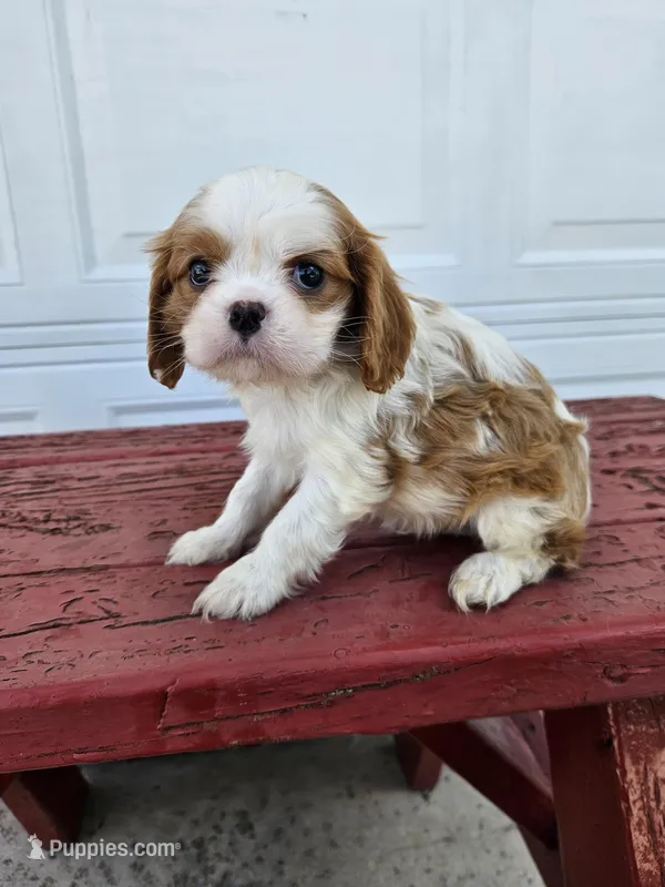 Jill – Cavalier King Charles Spaniel puppy for sale in Grabill, IN