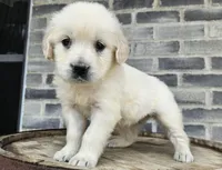 Sadie, a female English Cream Golden Retriever for sale in Grabill, IN – Photo 3 of 8