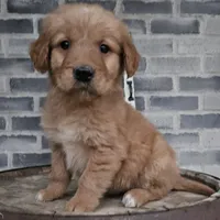 hannah, a female Goldendoodle for sale in Grabill, IN – Photo 1 of 9