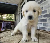 Sadie, a female English Cream Golden Retriever for sale in Grabill, IN – Photo 7 of 8