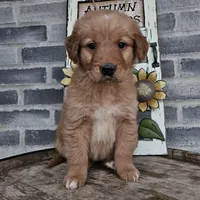 hannah, a female Goldendoodle for sale in Grabill, IN – Photo 3 of 9