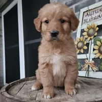hannah, a female Goldendoodle for sale in Grabill, IN – Photo 7 of 9