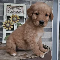 hannah, a female Goldendoodle for sale in Grabill, IN – Photo 5 of 9