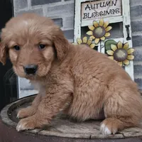 hannah, a female Goldendoodle for sale in Grabill, IN – Photo 9 of 9